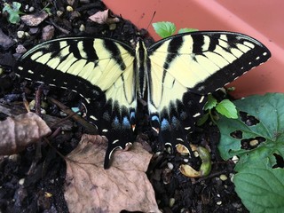 Butterfly 