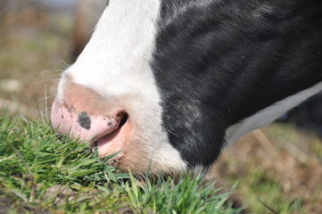 The cow's mouth. Moist nostrils domestic cattle. Organ of smell.