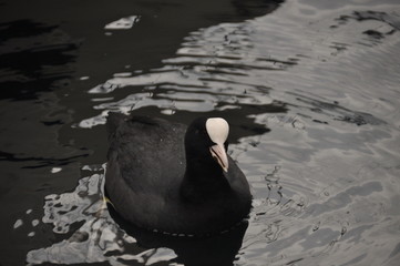 Coot, a bird floating on Lake Garda in Italy