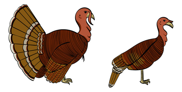 Male and Female North American Turkey