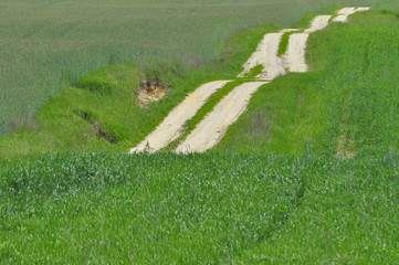 A country road through farmland. Sandy hills on the way. Country landscape.