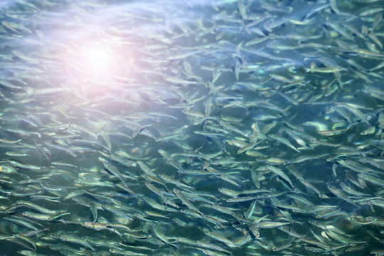 Millions of little fish under the sea water reflects sunlight.