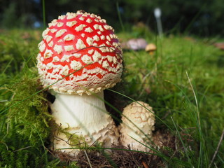 Zwei rot weißee Fliegenpilze im grünen saftigen Moos