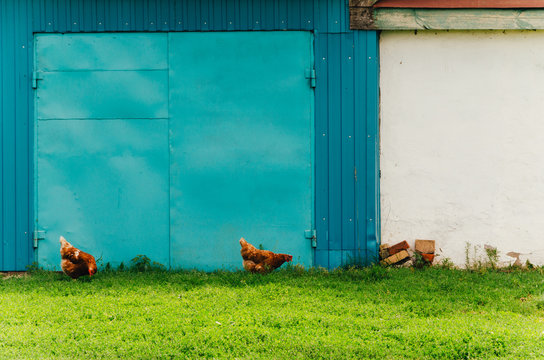 Rustic Chickens Are Walking Around The House Against The Backdrop Of A Bright Wall