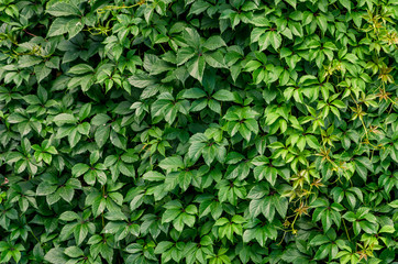 Fototapeta na wymiar large leaves of the plant