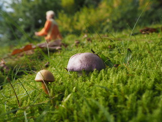 Butterpilze auf Moos mit Person im Hintergrund