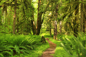 a picture of an Pacific Northwest forest trail