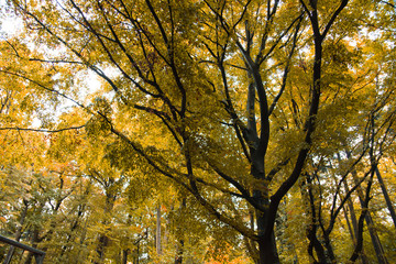 Obraz premium Baum Hintergrund gelb Herbst