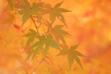 紅葉