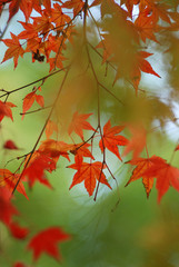 紅葉