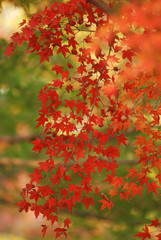 紅葉