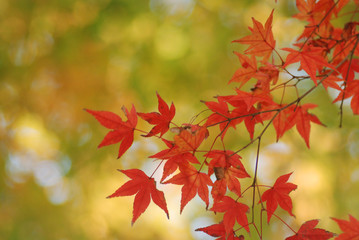 紅葉