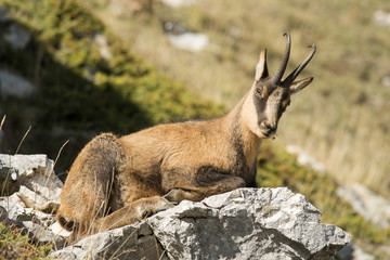 Camoscio d'Abruzzo - Parco Nazionale d'Abruzzo