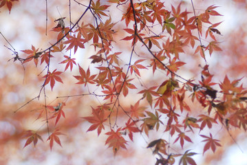 紅葉