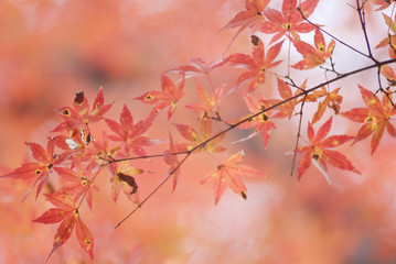 紅葉