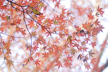 紅葉
