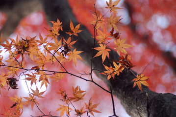 紅葉