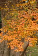 紅葉