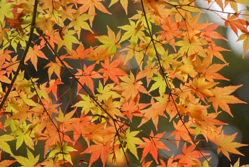 紅葉