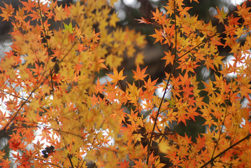 紅葉