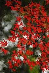 紅葉