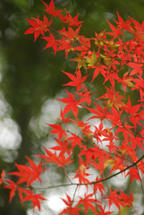 紅葉
