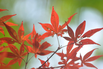 紅葉