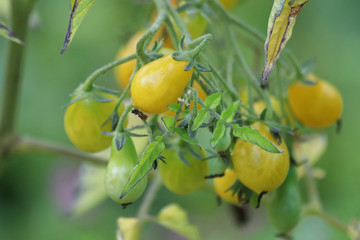 Kleine gelbe Tomaten