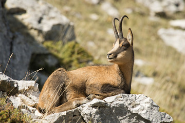 Camoscio d'Abruzzo - Parco Nazionale d'Abruzzo