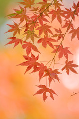 紅葉