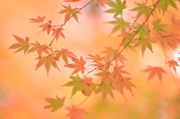 紅葉