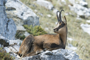 Camoscio d'Abruzzo - Parco Nazionale d'Abruzzo