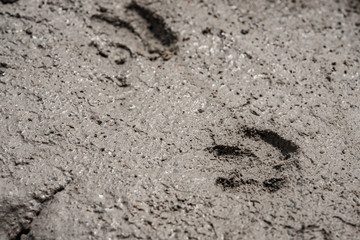 animal footprints on cement