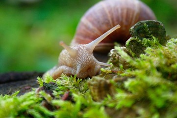 Weinbergschnecke