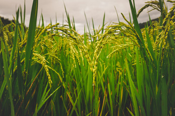 Obraz premium Paddy rice bend it together