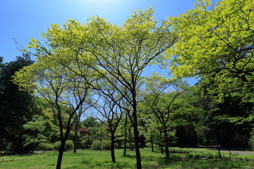 新緑と青空