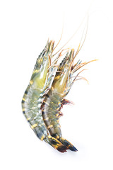 raw tiger shrimps on white background