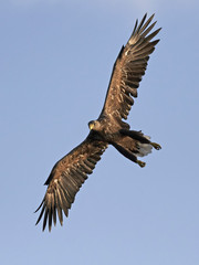 White-tailed eagle (Haliaeetus albicilla)