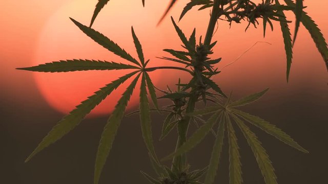 Close-up shot of marijuana at the sunset background.