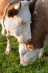 Mutterkuh und ihr K&auml;lbchen