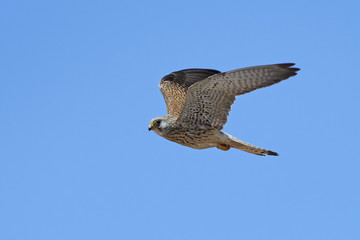 Lesser kestrel (Falco naumanni)