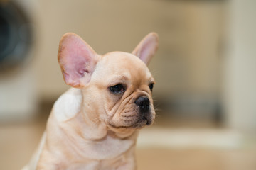 French Bulldog Puppy