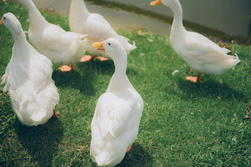 Ducks on green grass at park.