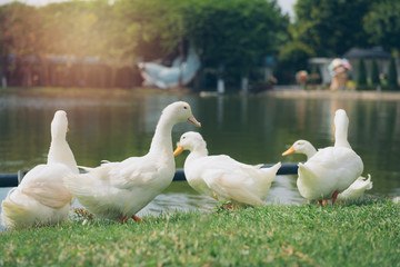 Obraz premium Ducks on green grass at park.