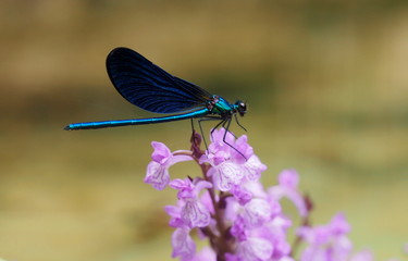Fototapeta na wymiar Blue Dragonfly