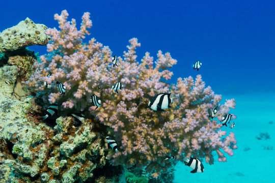 Riffbarsche am Korallenriff