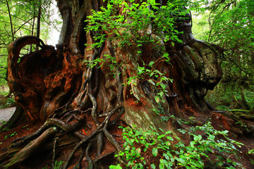 a picture of an Pacific Northwest rainforest old growth R=western red cedar tree