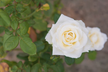 white rose.