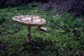 Mushroom in the  fall forest