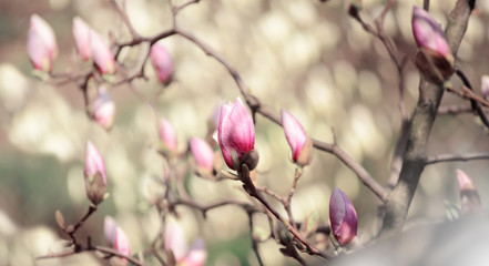 Close up picture of Magnolia flowers blooming in a spring. Hipster filtered photo.